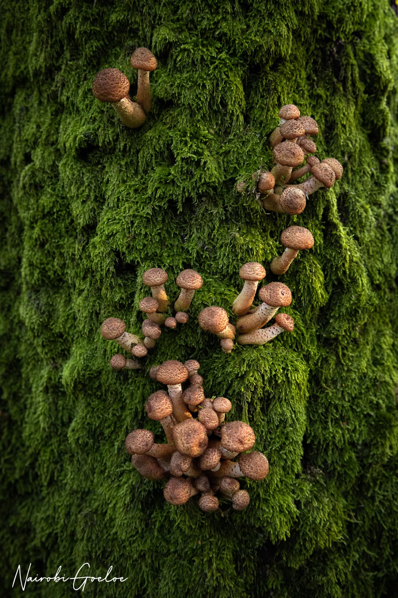 Foto 15 uit Kleine reuzen