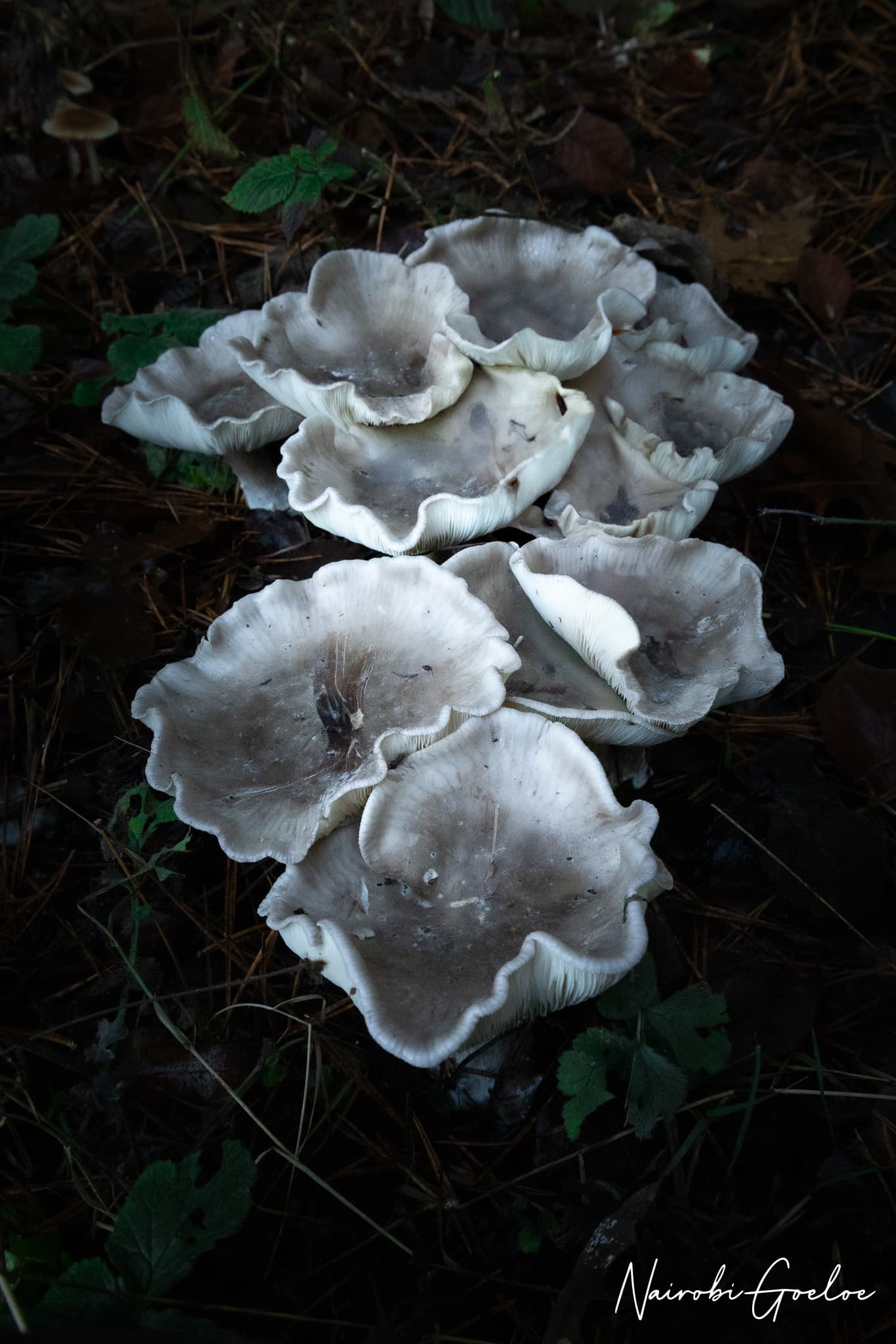 Foto 18 uit Kleine reuzen