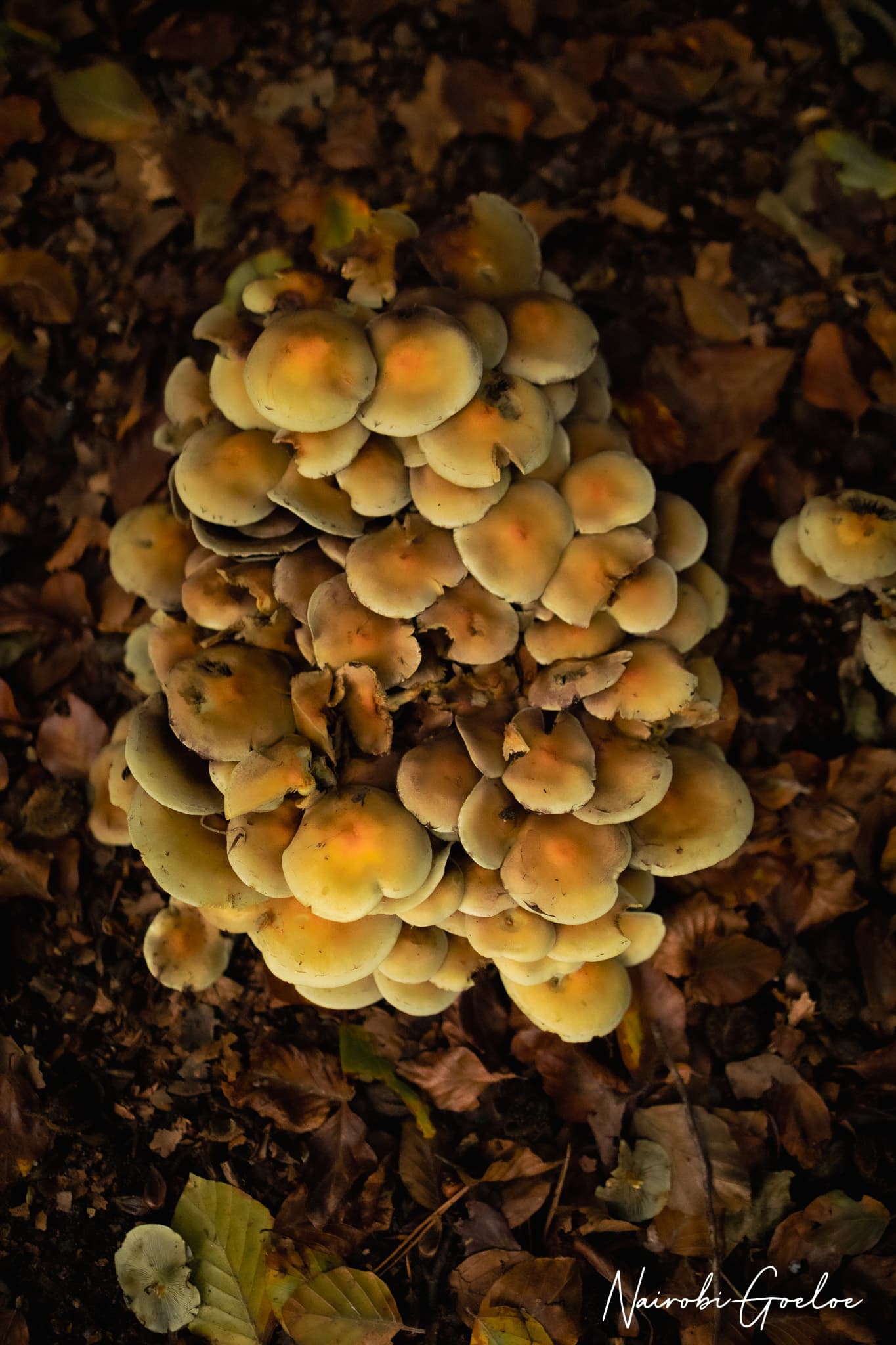 Foto 19 uit Kleine reuzen