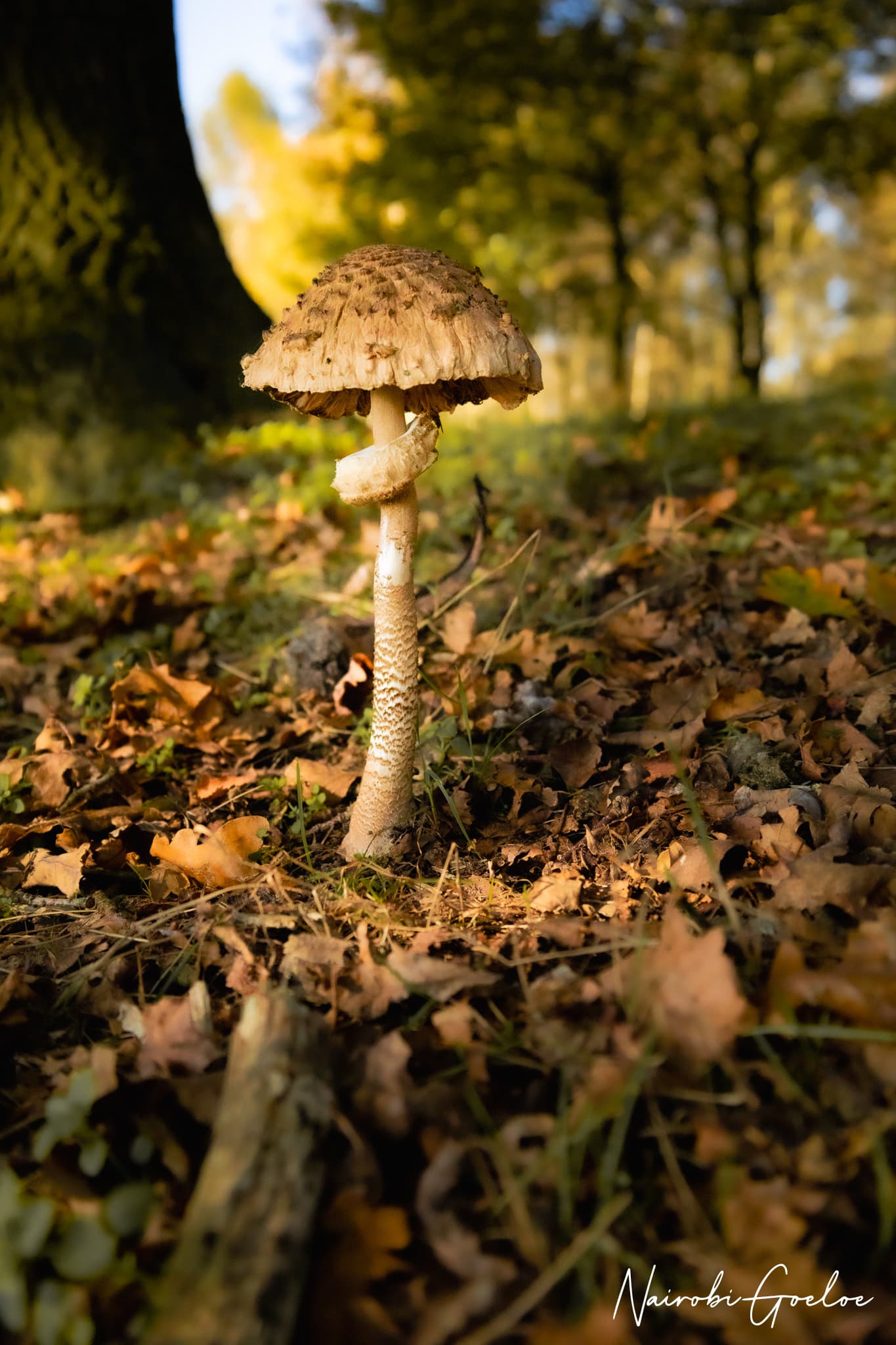Foto 4 uit Kleine reuzen