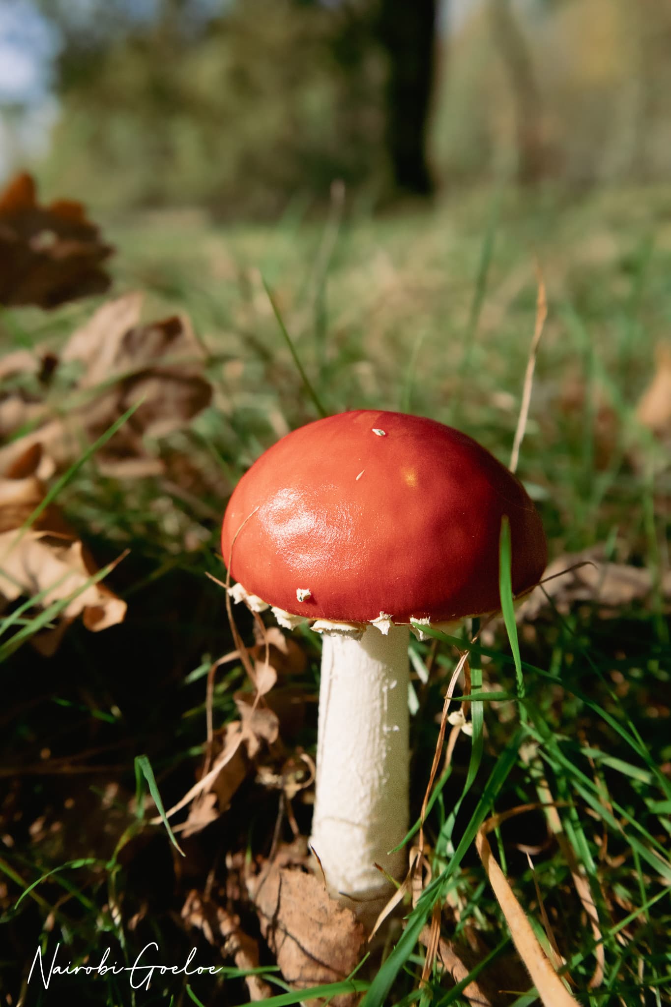 Foto 5 uit Kleine reuzen